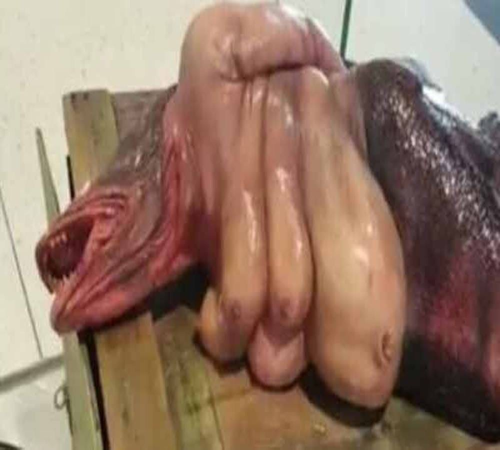 video being viral of mermaid found in Visakhapatnam