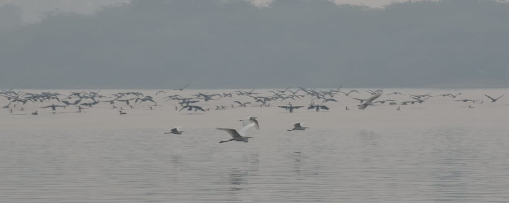 birds in keetham sanctuary agra 