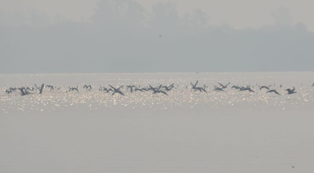 birds in keetham sanctuary agra 