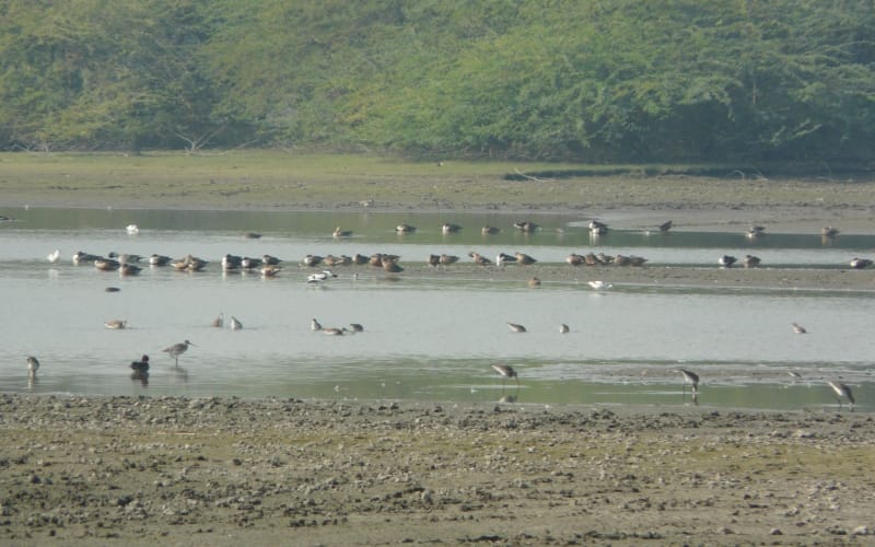 birds in keetham sanctuary agra 