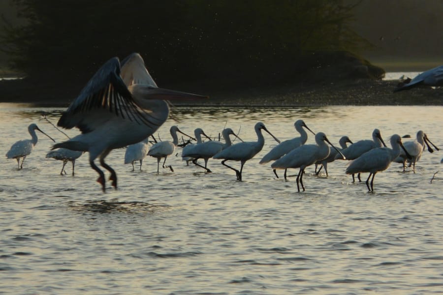birds in keetham sanctuary agra 