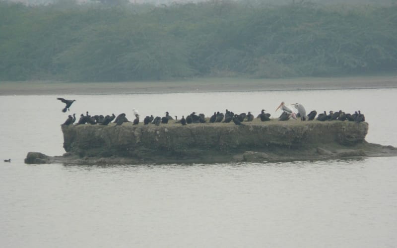 birds in keetham sanctuary agra 