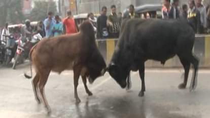 BULLS FIGHTING ON ROAD IN VARANASI