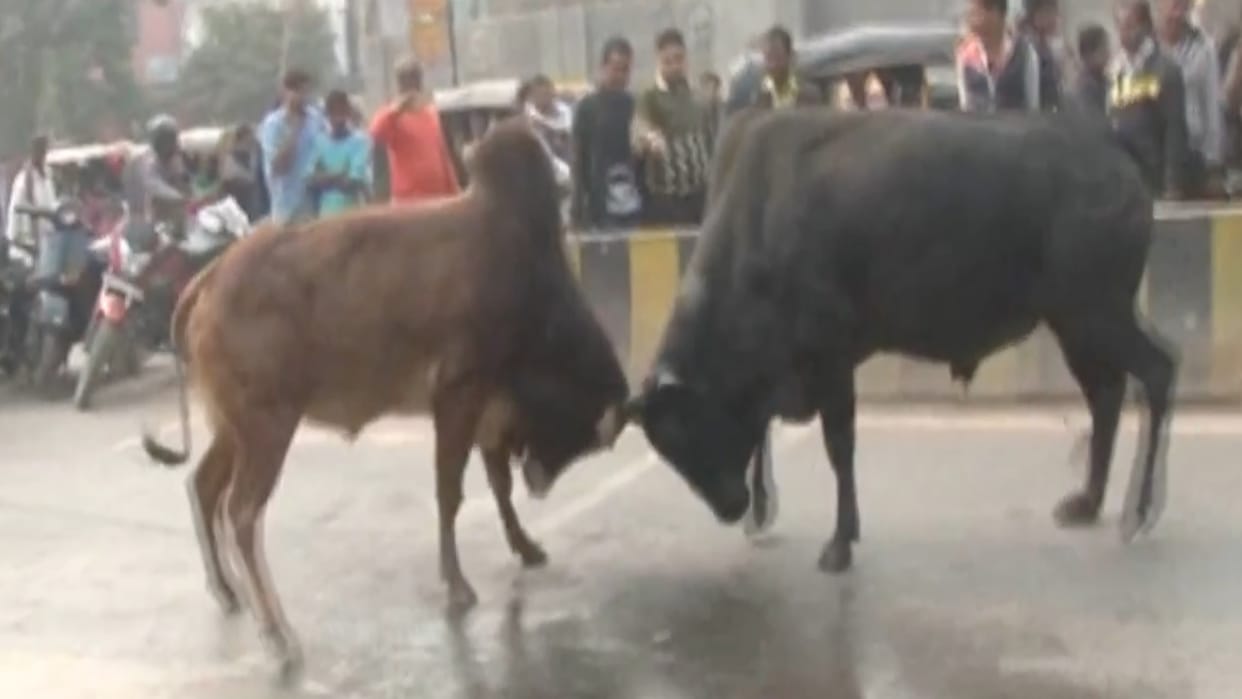 स्वारघाट में भैंसों से भरा हुआ ट्रक पकड़ा