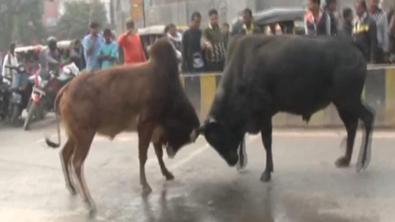 सांडों की लड़ाई