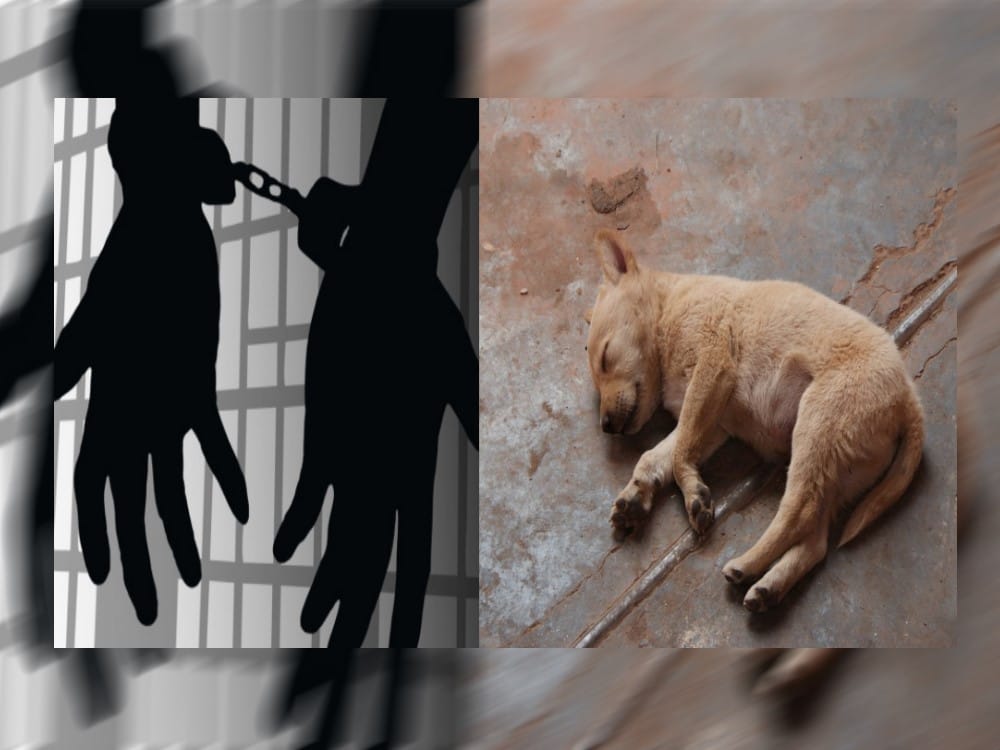 after killed dog teacher got two years imprisonment in champawat