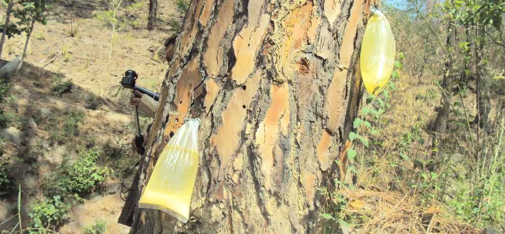 turpentine oil extracted from pine