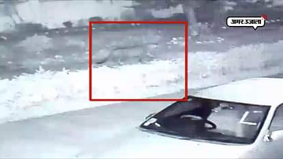 LEOPARD SEEN IN COLLEGE CAMPUS AT BHIMTAL