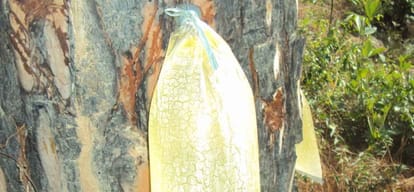turpentine oil extracted from pine