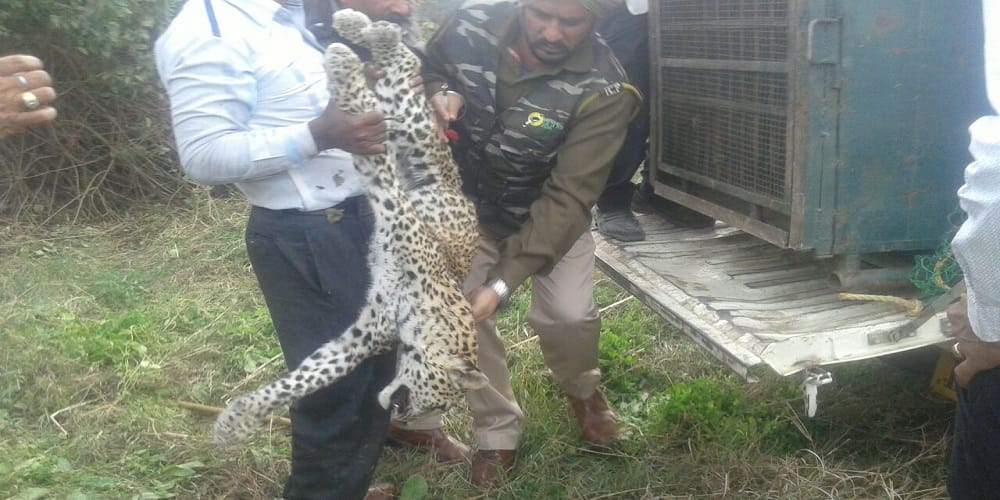 Panther rescued in udaipur