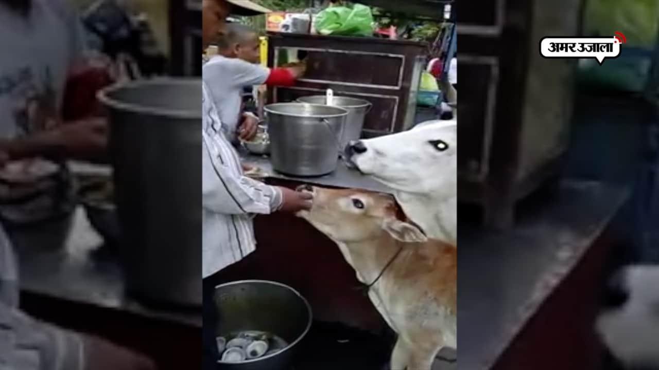 वायरल वीडियो 