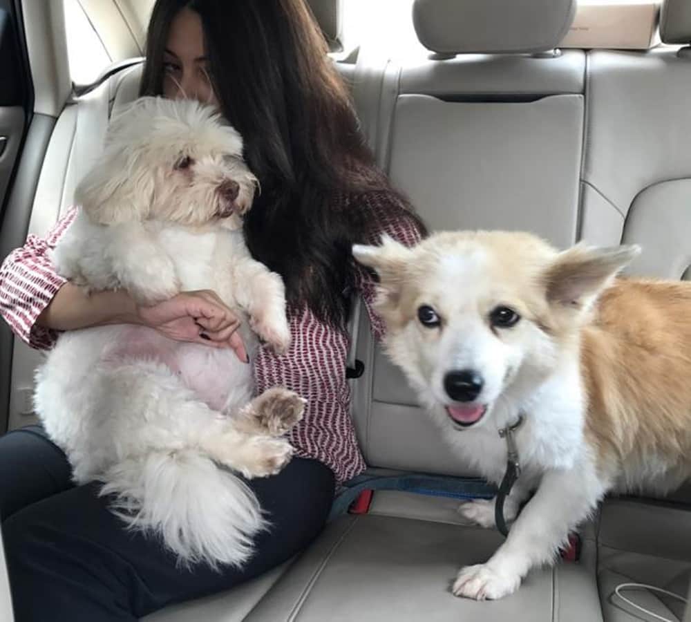 actress riya sen dog kidnapped from her noida house