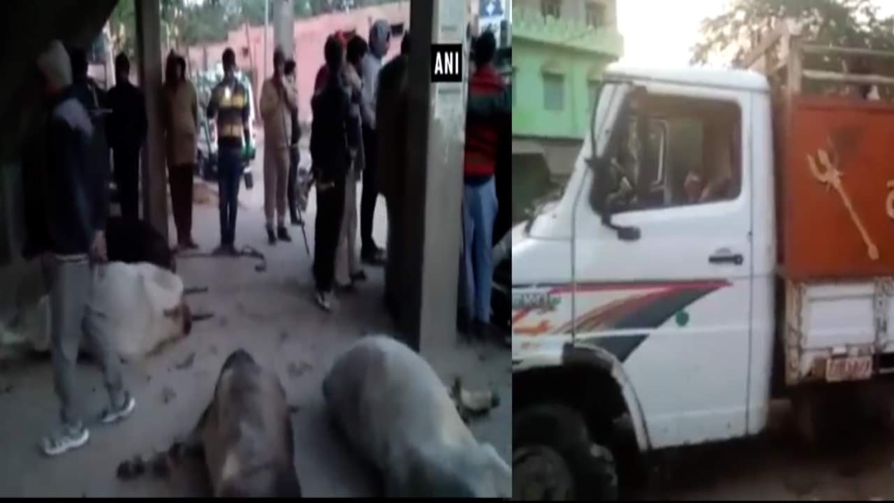 गौ तस्कर