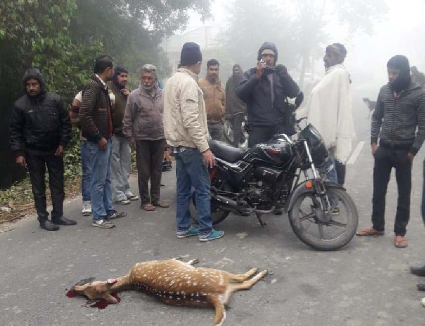 बाइक की टक्कर से चीतल की मौत, लेखपाल घायल