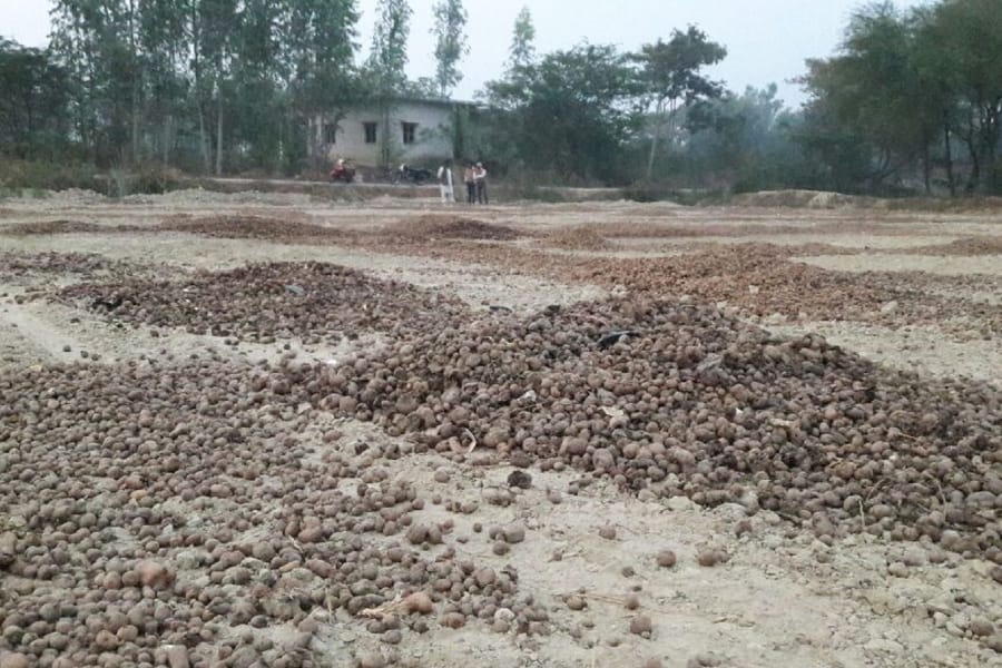 potato was thrown on fields in amethi.