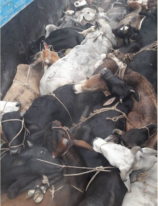 पुलिस ने 36 गोवंशीय पशुओं से भरा ट्रक पकड़ा