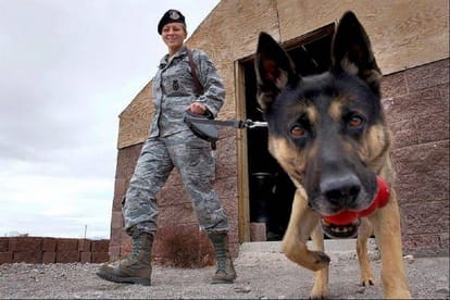 dog killed owner in Virginia