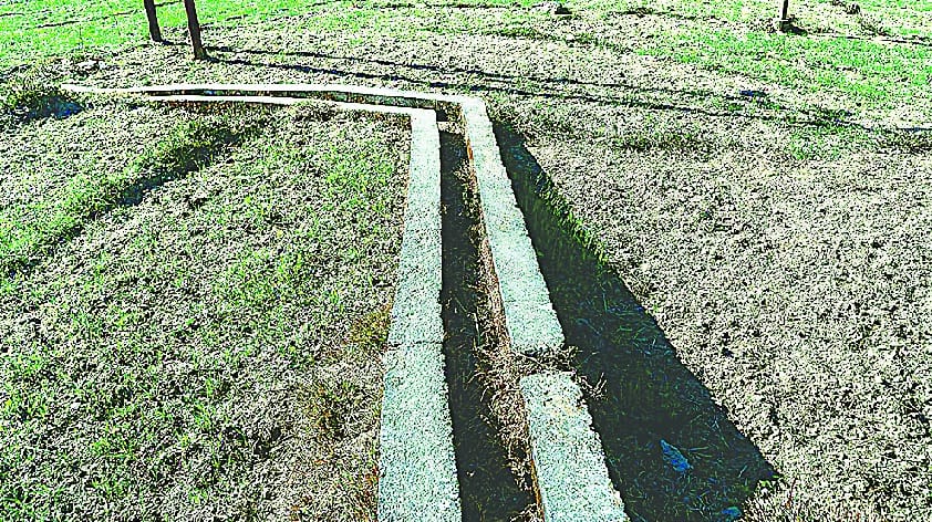 Boeing wheat crop quadrupled over 50 hectares of land