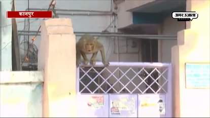 Women fall off 3rd floor amid fear of monkeys