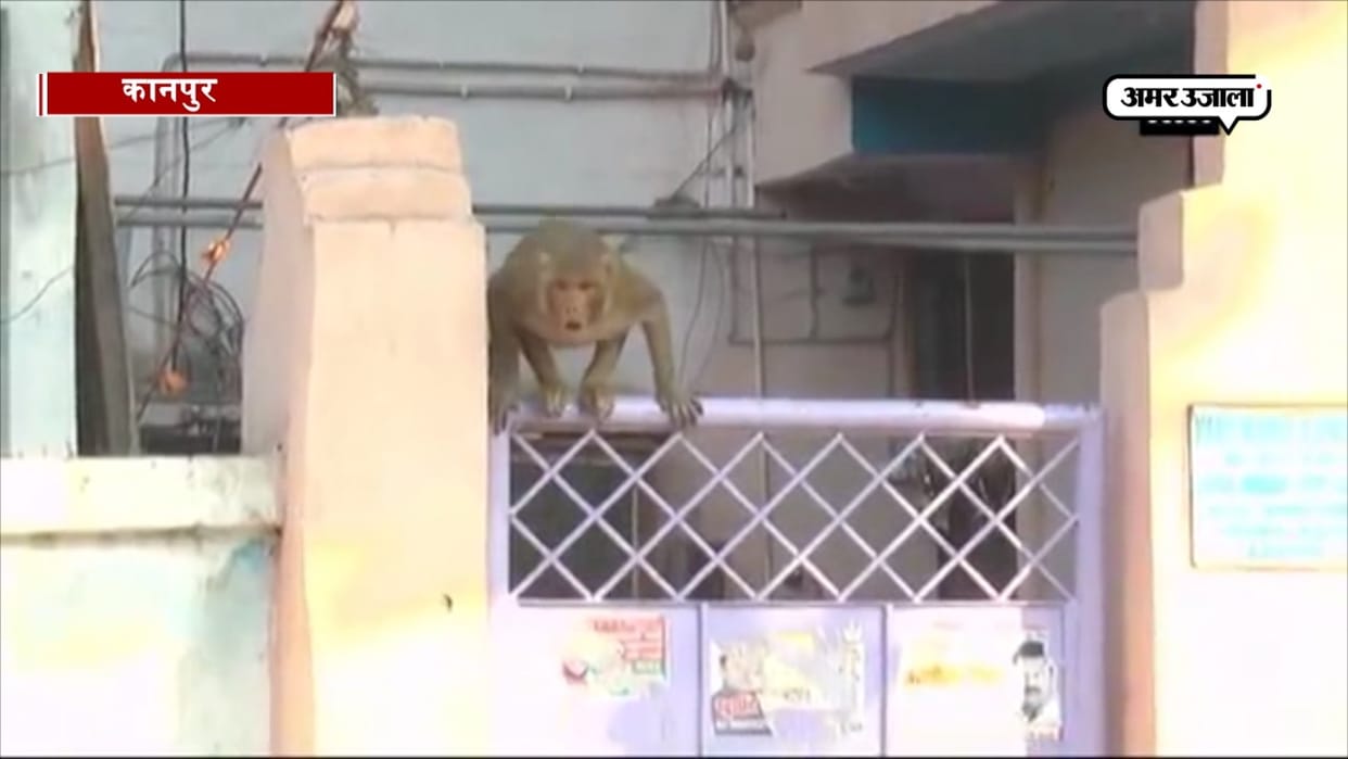 Monkey attacks increases due to starvation