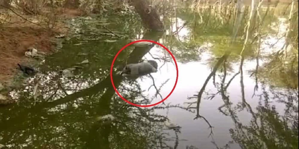 child found in pond water, police investing