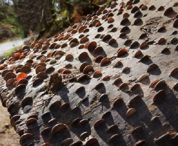 Who says money does not grow on trees? visit Great Britain 