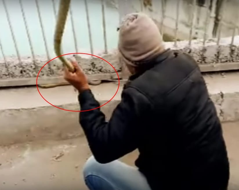 Snake gripped man hands during rescue shocking photos
