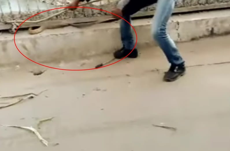 Snake gripped man hands during rescue shocking photos