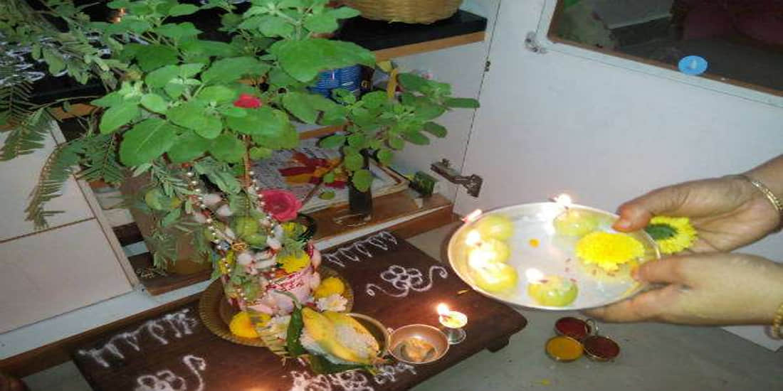 Tulsi pujan diwas Know the importance and poojan vidhi of Tulsi