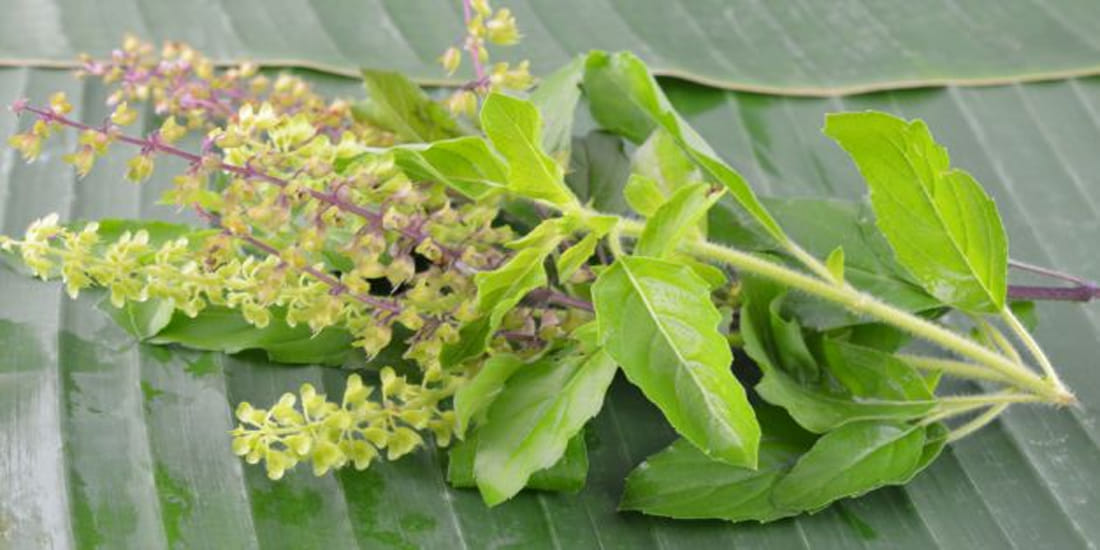 Tulsi Vivaah is the mythical marriage In the Hindu mythology