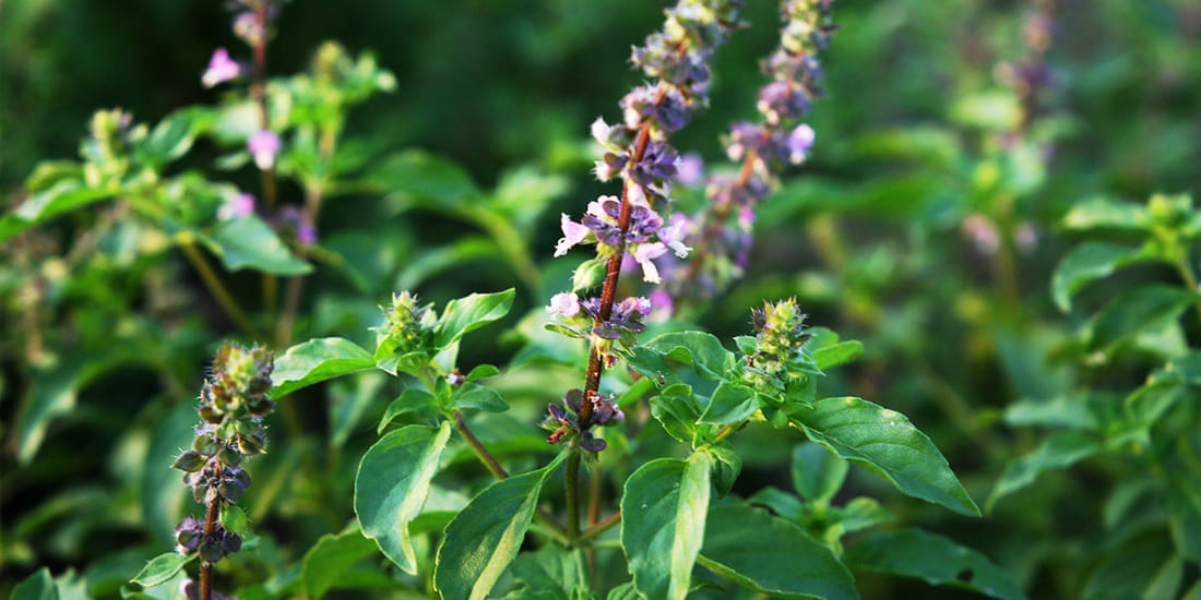 tulsi puja Do not break basil on these days and Keep these things in mind while breaking basil leaves