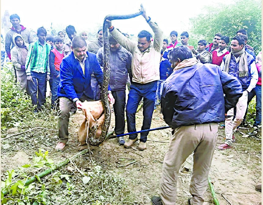 कुएं में पड़े अजगर को निकालकर वन विभाग की टीम ने जंगल में छोड़ा