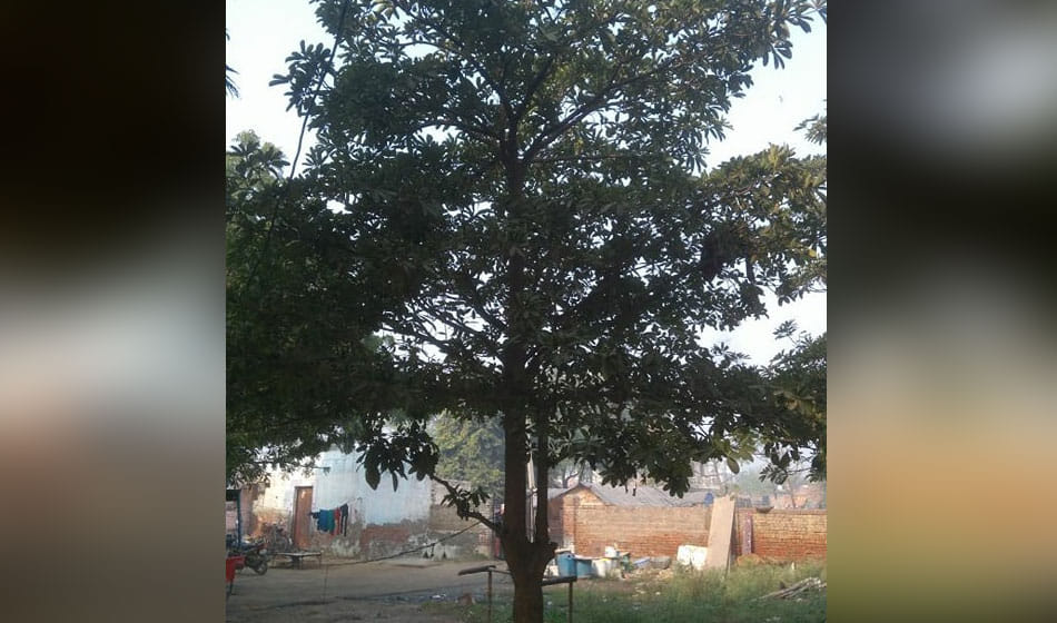 two sister found hanging from  a tree in barola noida in sector 49
