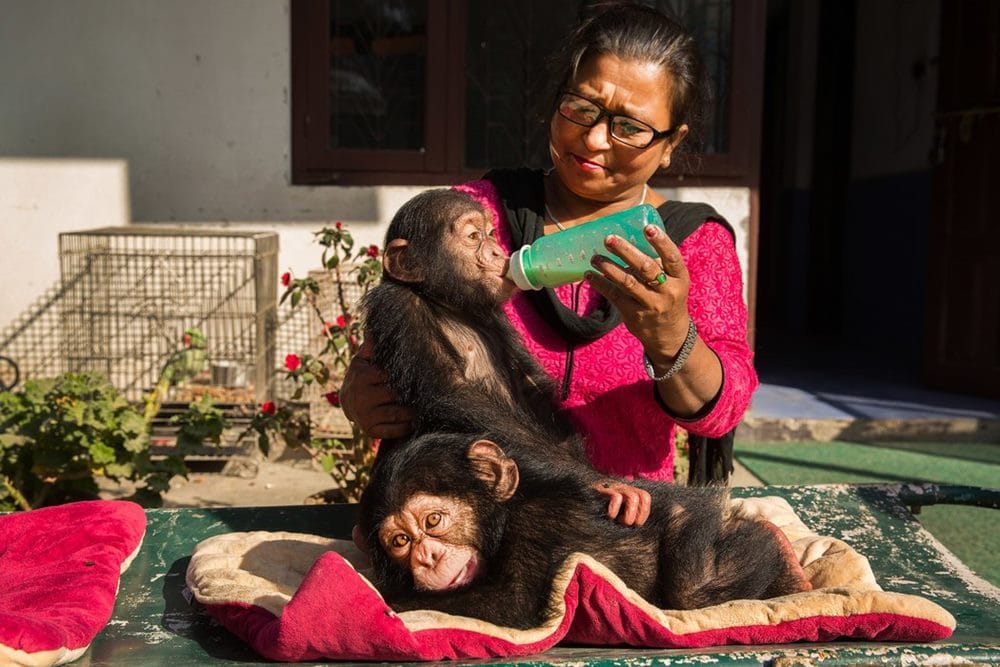 Rescued Chimpanzees champa and chimpu of nepal