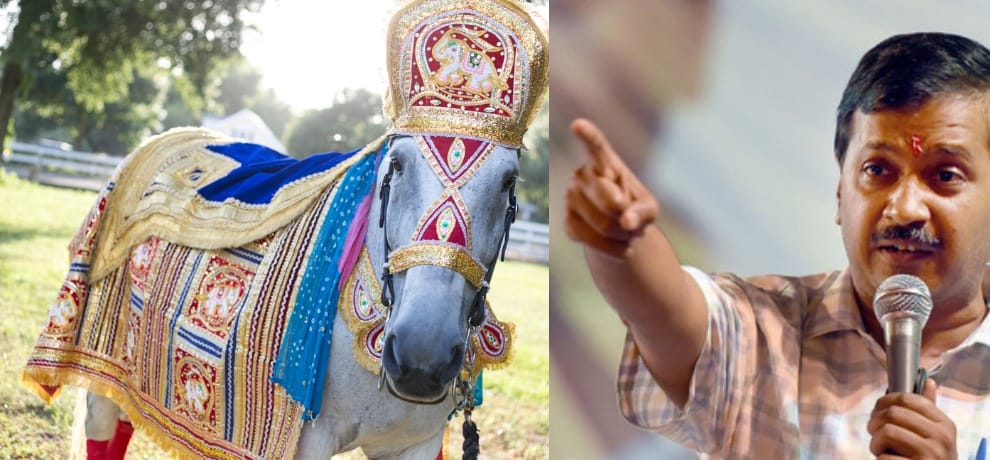 delhi government bans to use horse in wedding, know why