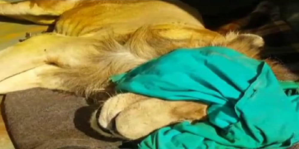 rajasthan jodhpur lion love died after falling ill from few days 