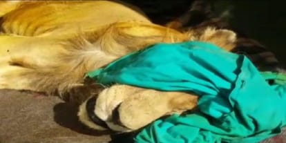 rajasthan jodhpur lion love died after falling ill from few days 