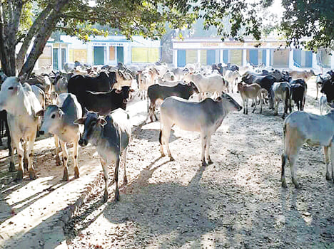 In the schools, Anna cows stop four times