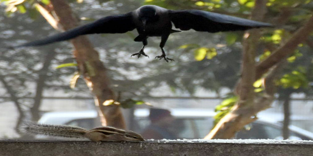 crow and squirrel fight captured in camera