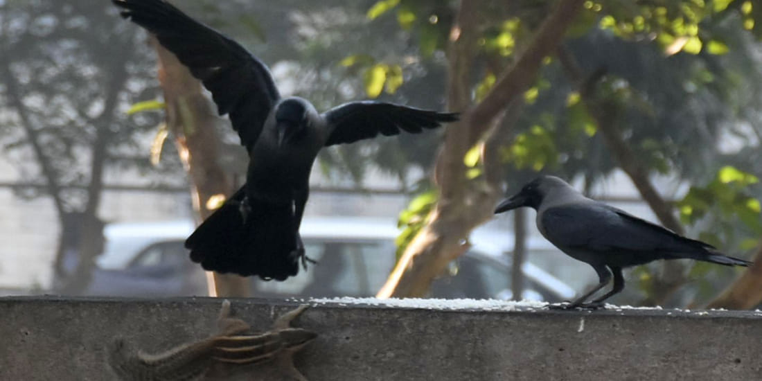 Pitru Paksha 2020 a crow gives auspicious signs in this way during shradh