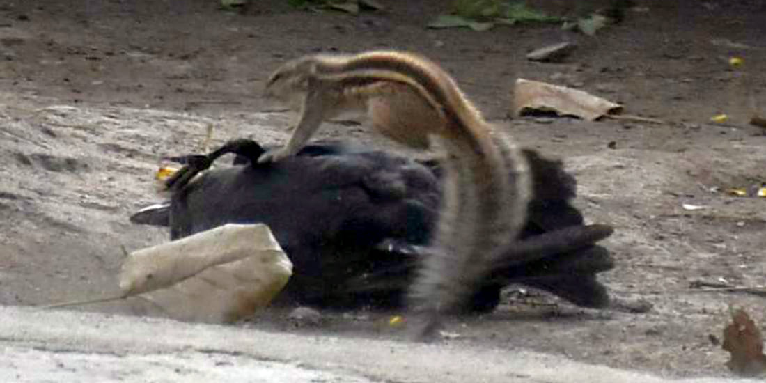 crow and squirrel fight captured in camera