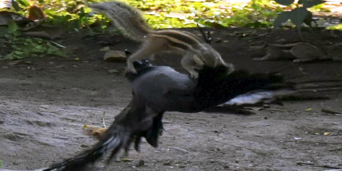 crow and squirrel fight captured in camera