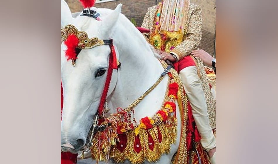 delhi government bans to use horse in wedding, know why