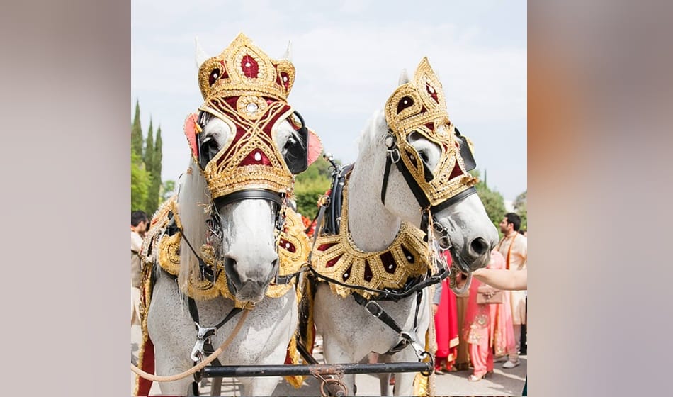 delhi government bans to use horse in wedding, know why