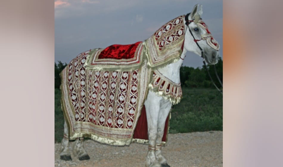 delhi government bans to use horse in wedding, know why