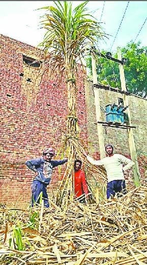 22-foot tall sugarcane grown