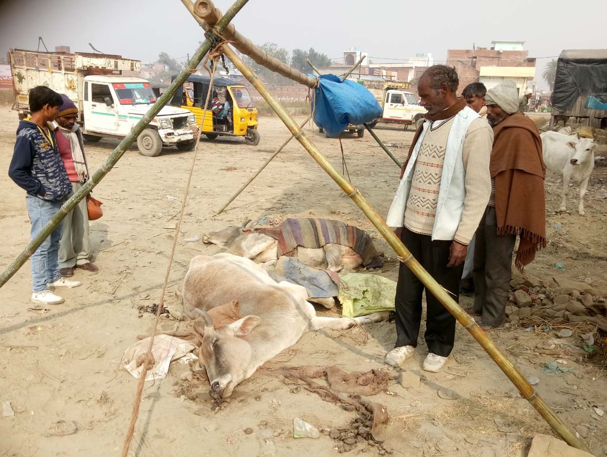 ऐसे तो गोशाला गेट पर दमतोड़ देगीं तस्करों के चंगुल से बरामद गायें
