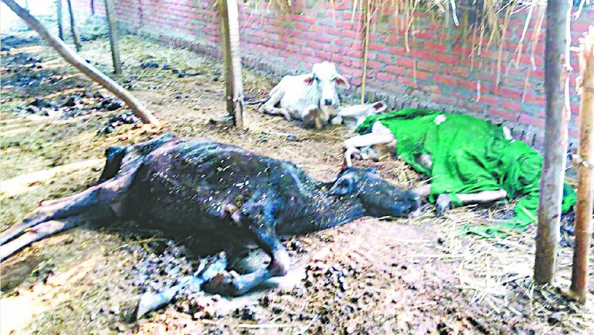 खुटार के गौ सेवा ट्रस्ट में जिंदा गायों को नोच रहे कौए और कुते