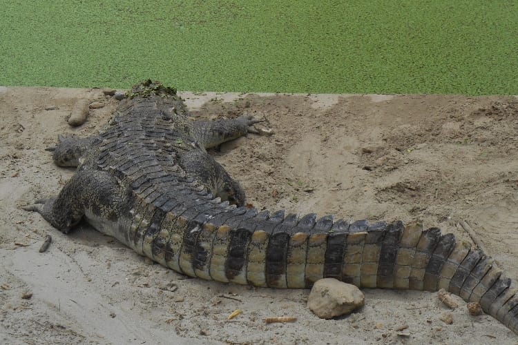 crocodile died in lucknow zoo