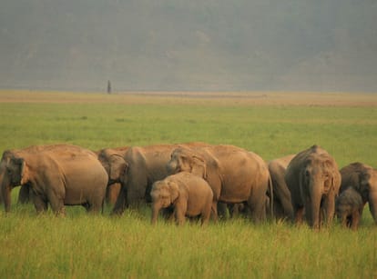 Rajaji National Park entry will not easy